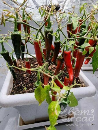 Hot_Pepper_Chilli_Plants_Cayennetta_f1_1