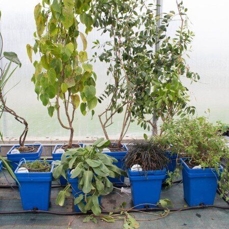 ghe-aquafarm-dripper-hydroponic-system-Terra-aquatica-CultiMate-S-with-plants_small